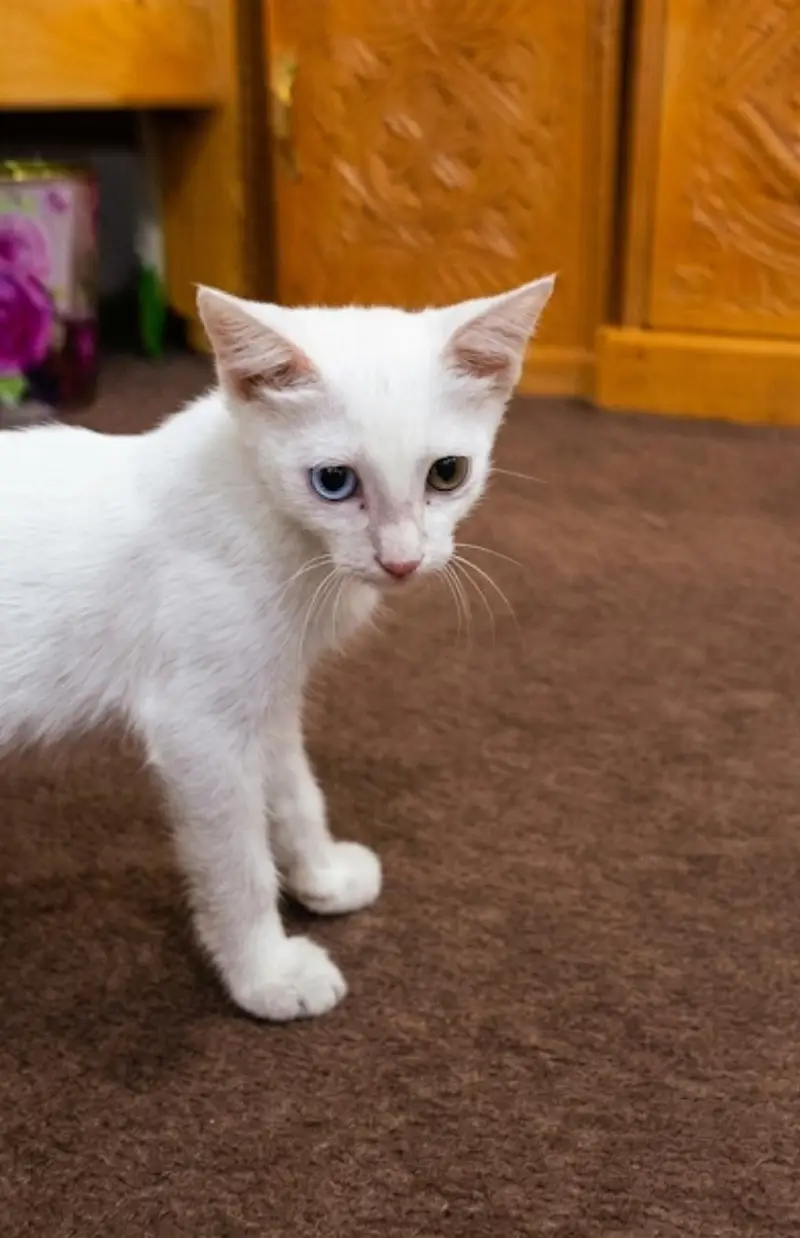Beautiful and Active Kitten / Cat for Sale — photo 4