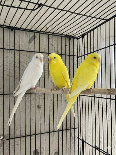 Red eyes Budgies for sale 2 pair,  Rs-3000/- Final