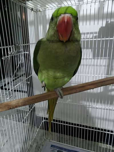 African Grey and Raw