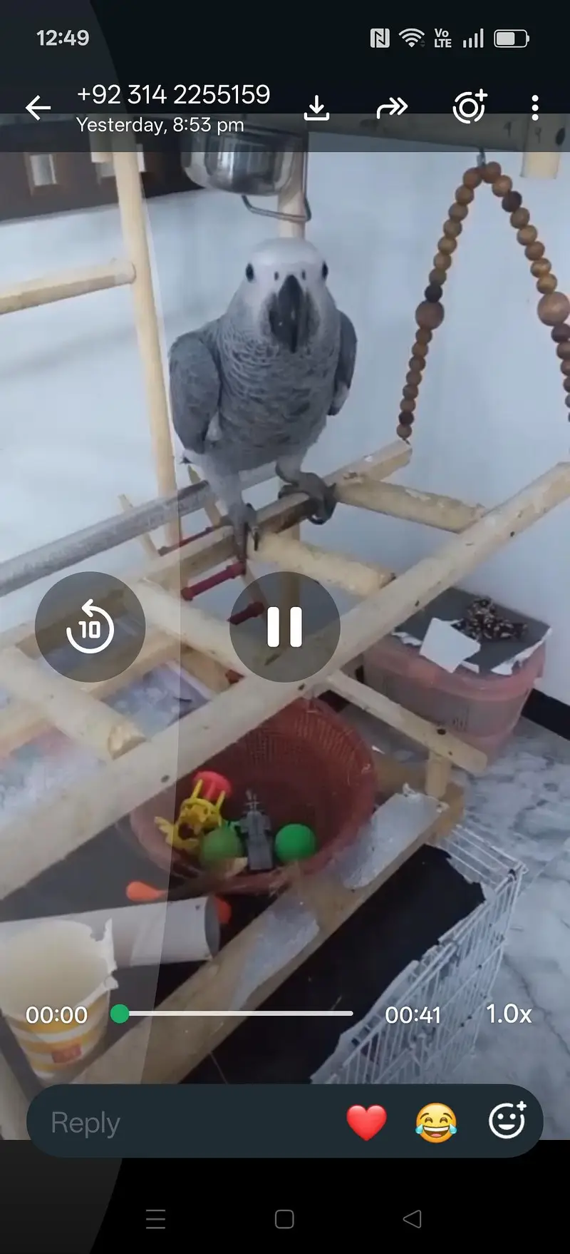 African Grey and Raw — photo 2