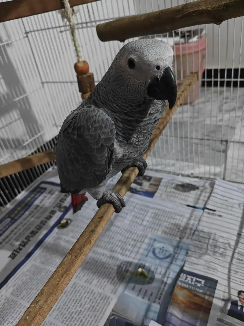 African Grey and Raw — photo 3
