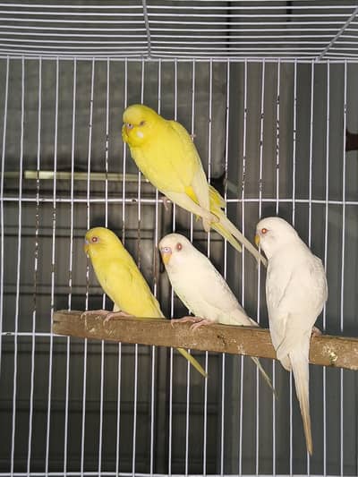 Red Eyes 2 pair for sale