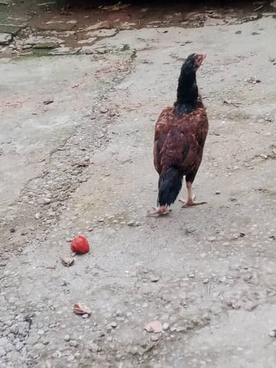 Aseel Young Hens