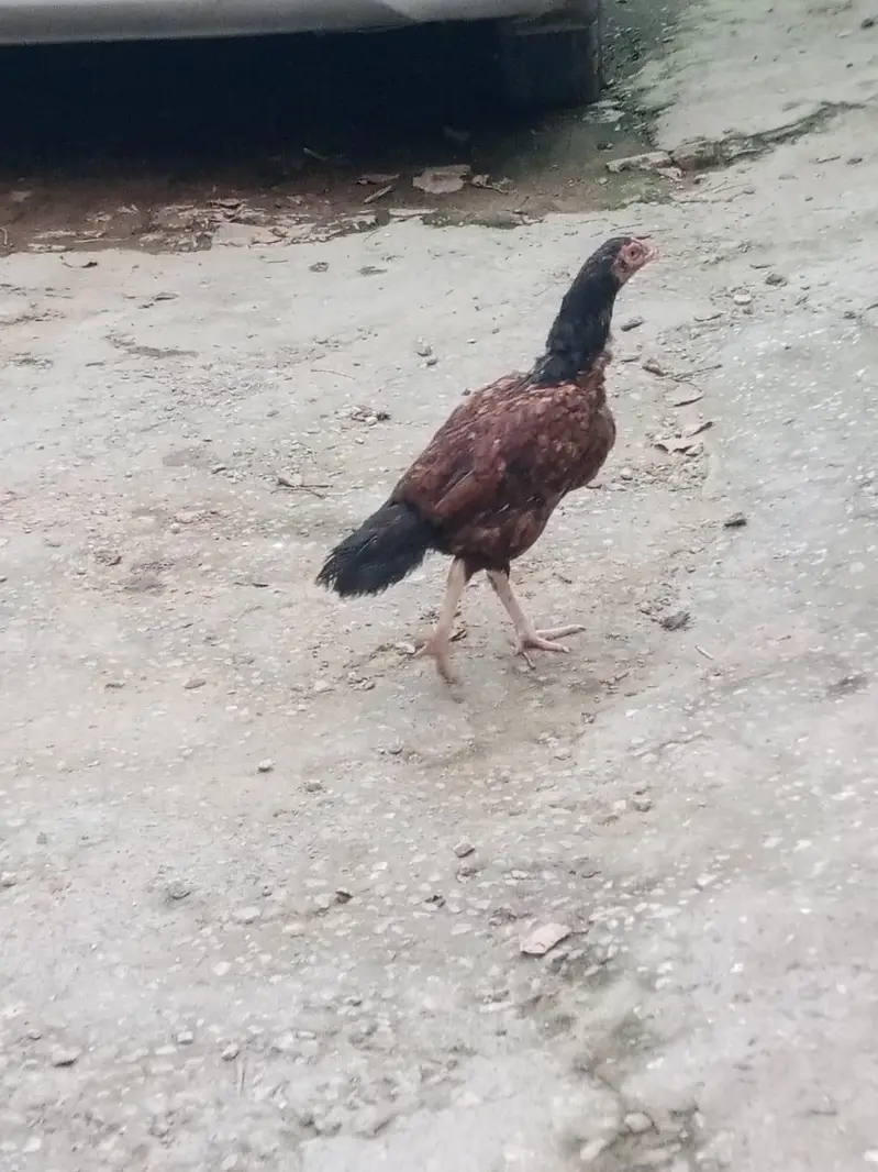 Aseel Young Hens — photo 2