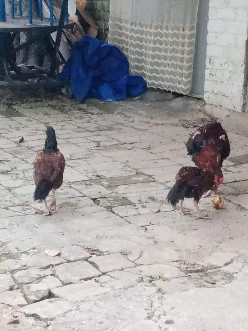 Aseel Young Hens — photo 3