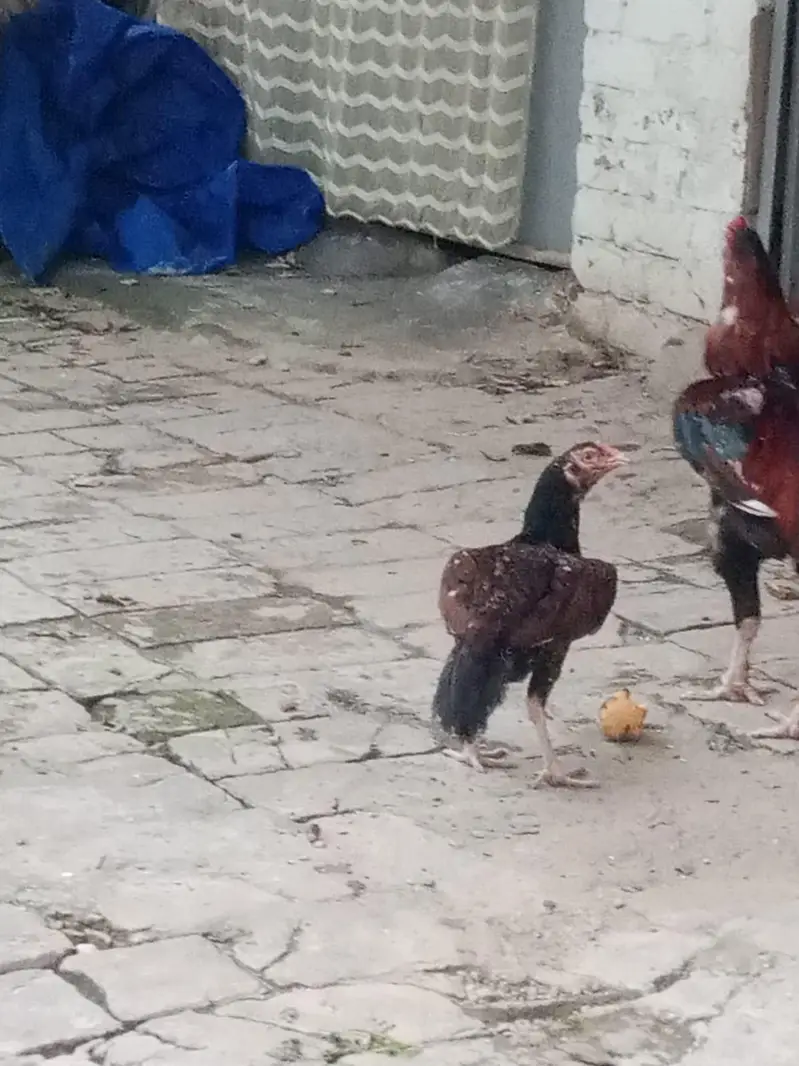 Aseel Young Hens — photo 4