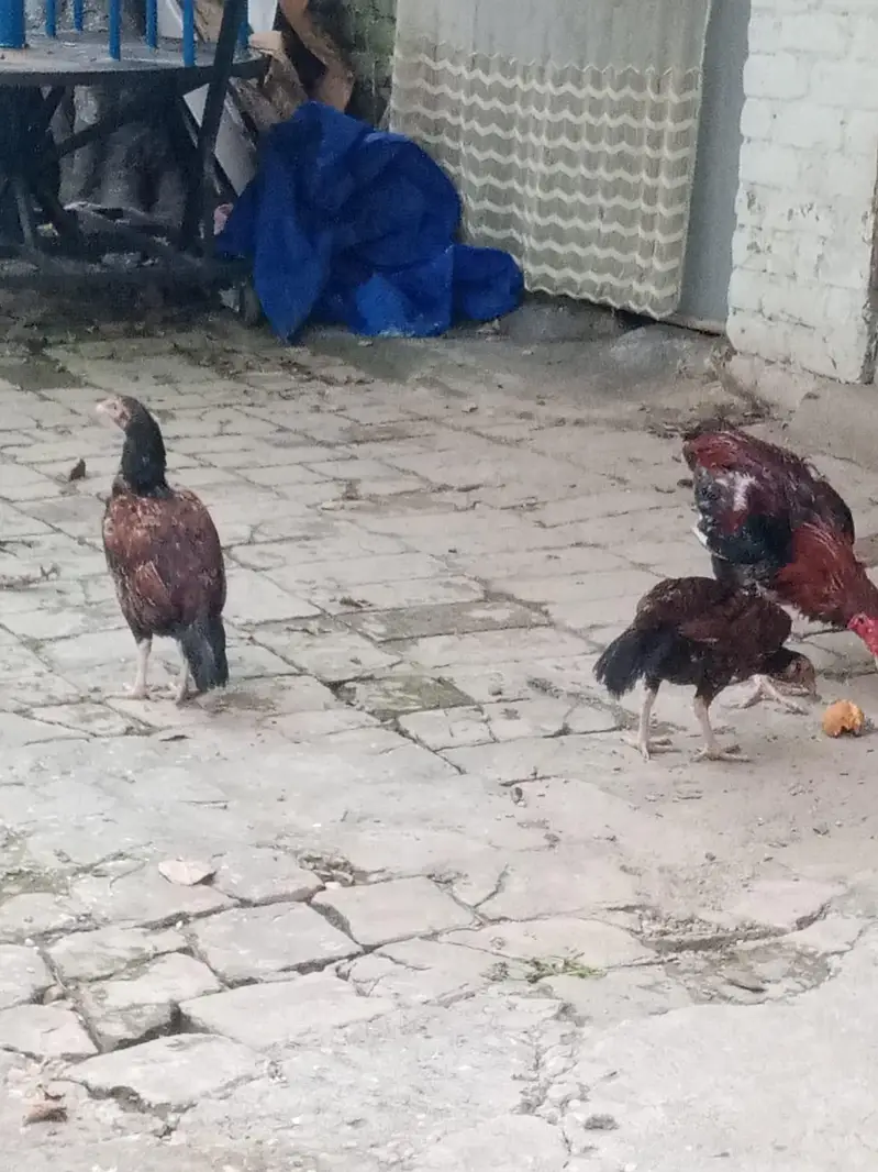 Aseel Young Hens — photo 5