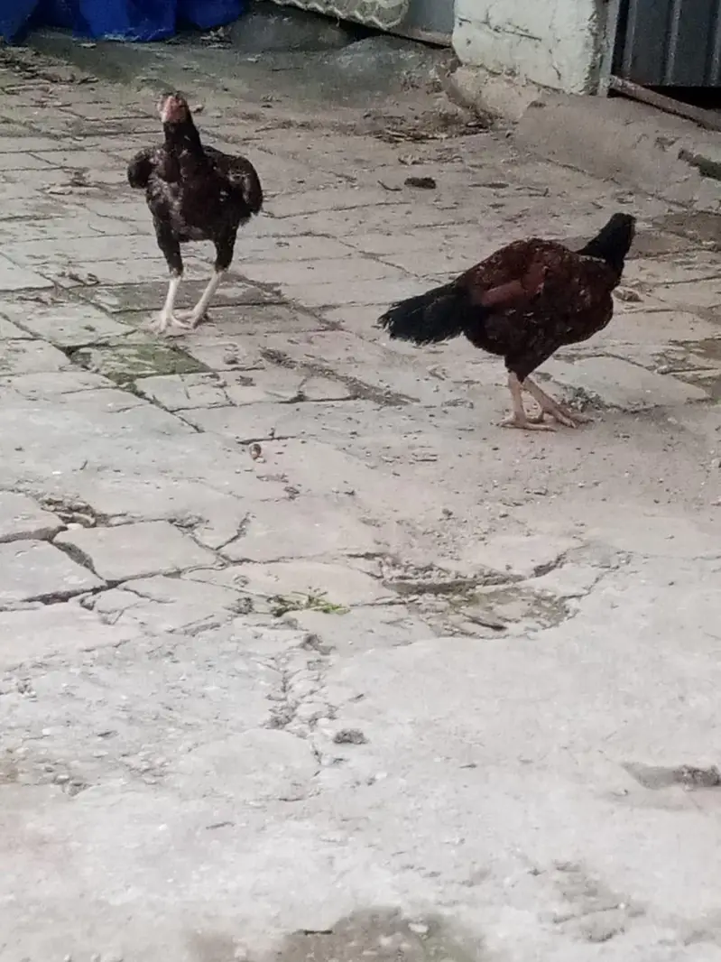 Aseel Young Hens — photo 6
