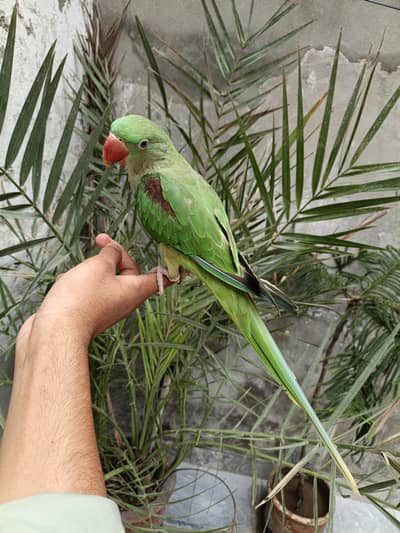 Raw parrot hand tame