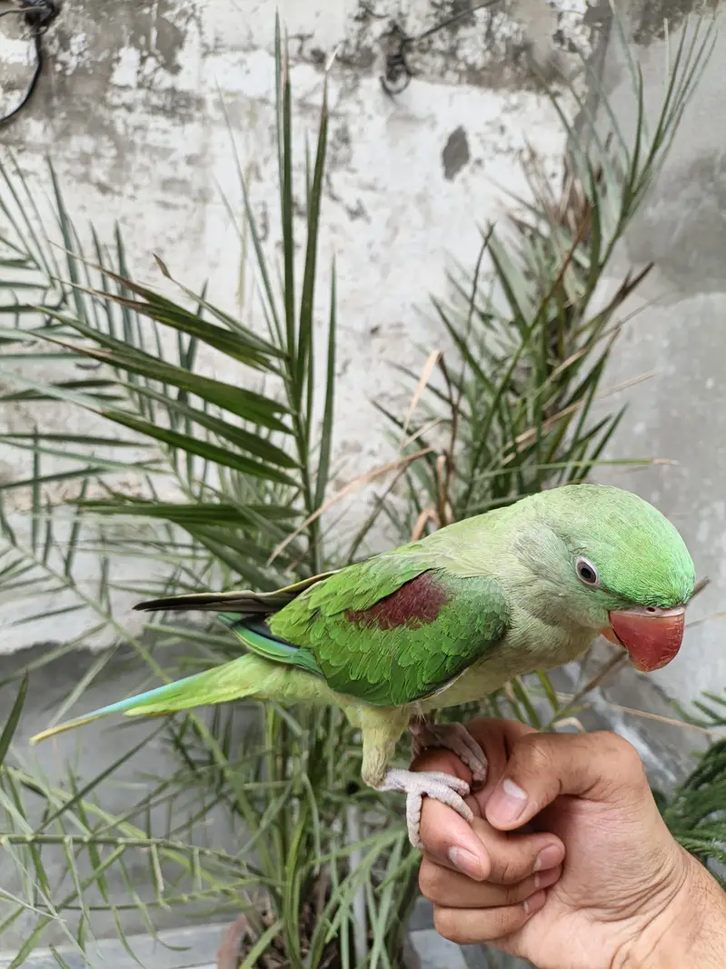Raw parrot hand tame — photo 2