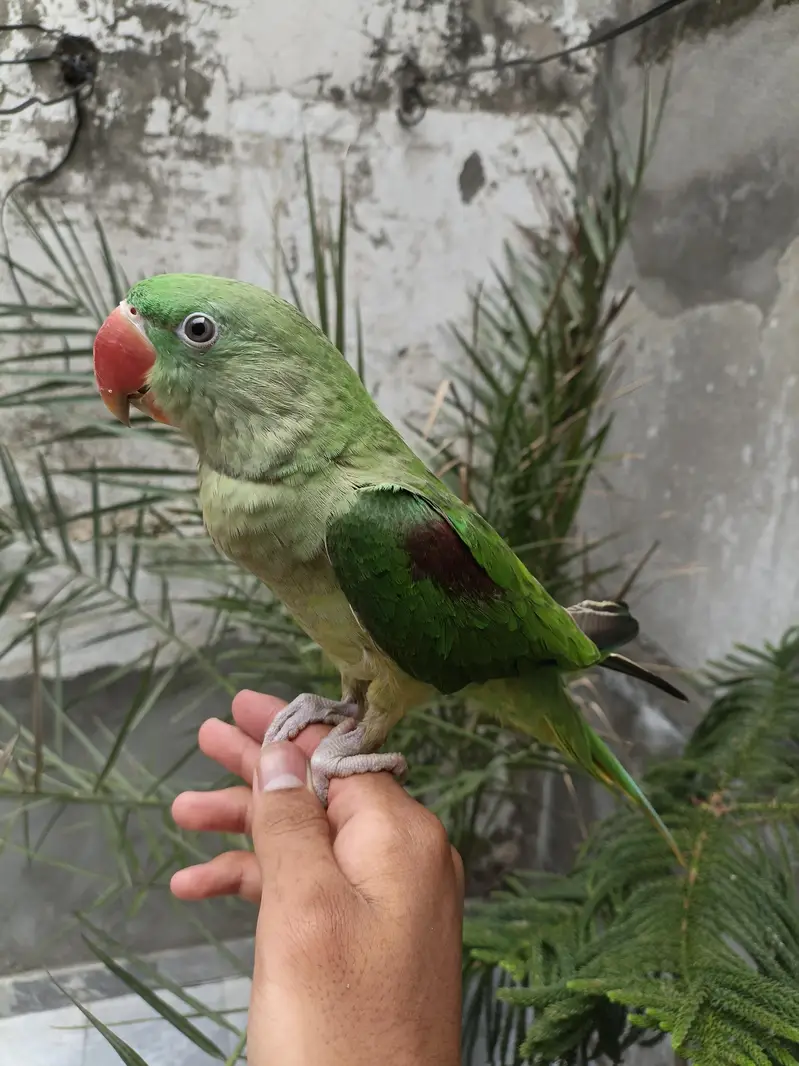 Raw parrot hand tame — photo 3