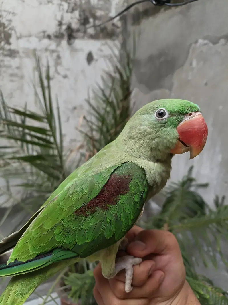 Raw parrot hand tame — photo 4