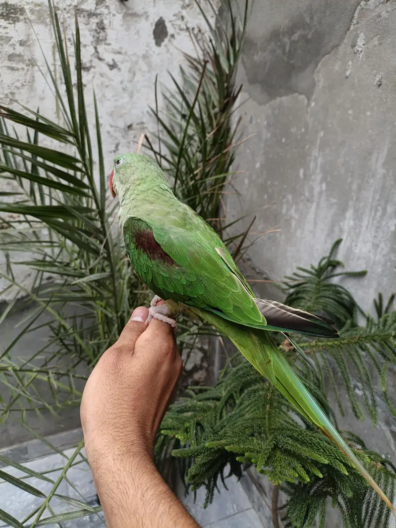 Raw parrot hand tame — photo 5