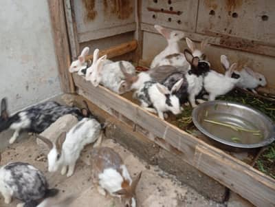 rabbit for sale
