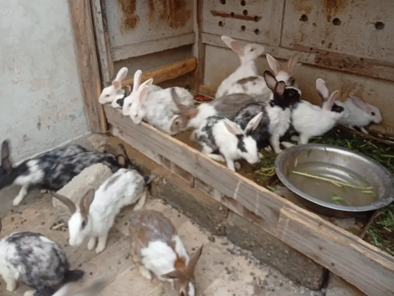rabbit for sale