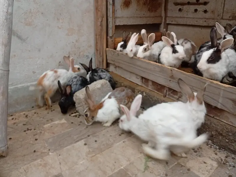 rabbit for sale — photo 2