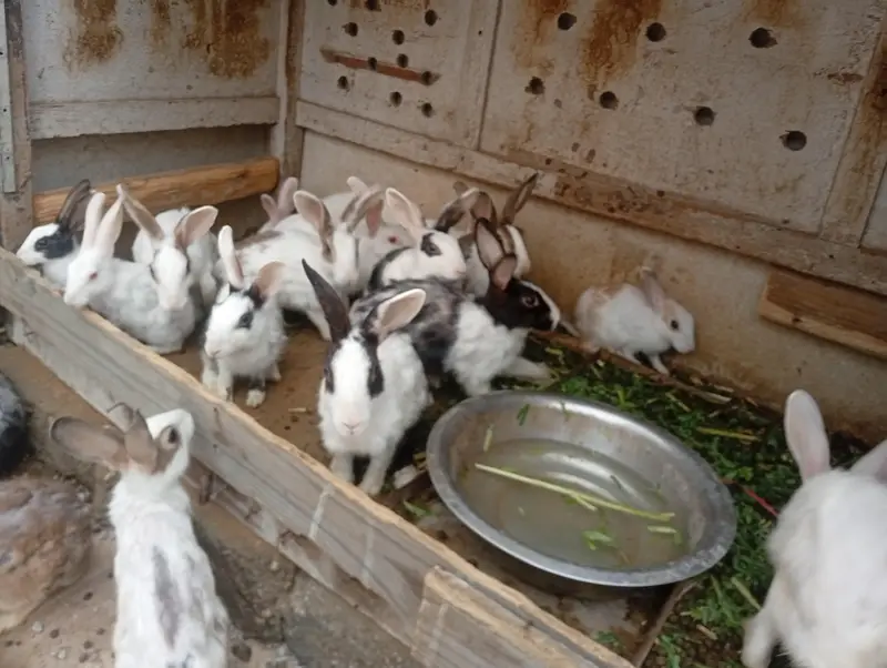 rabbit for sale — photo 3