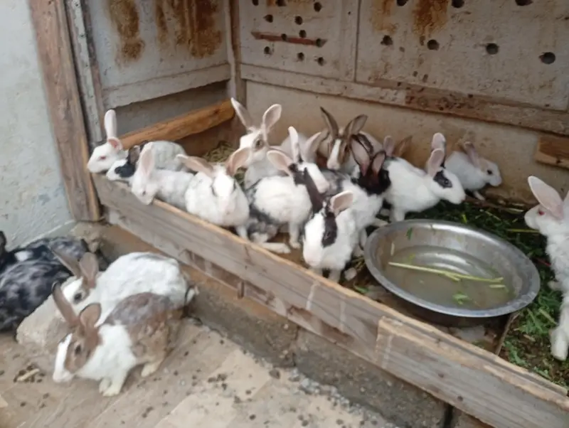 rabbit for sale — photo 4
