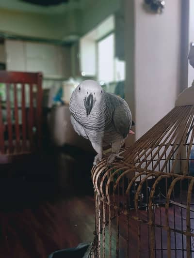 *Tamed Talking African Grey Parrot Female - DNA - Shadow - Kar