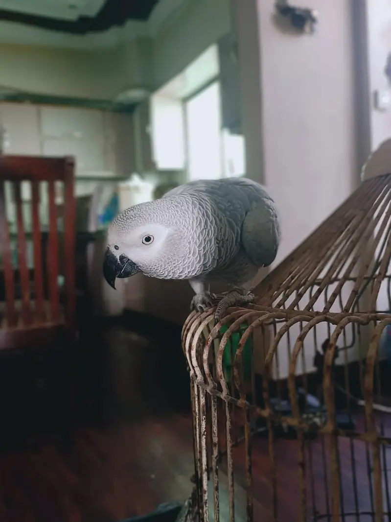 *Tamed Talking African Grey Parrot Female - DNA - Shadow - Kar — photo 2