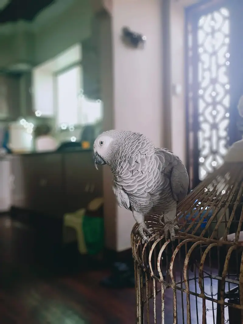 *Tamed Talking African Grey Parrot Female - DNA - Shadow - Kar — photo 3