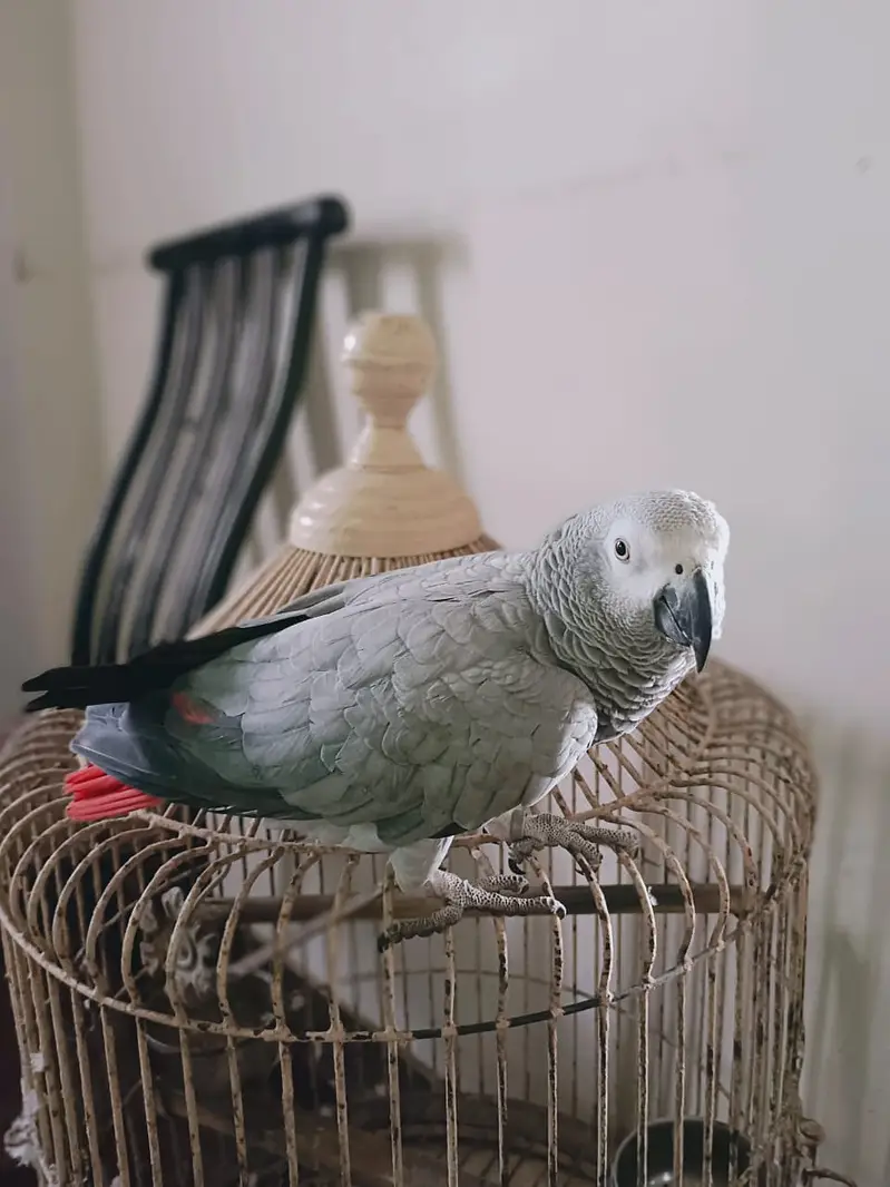 *Tamed Talking African Grey Parrot Female - DNA - Shadow - Kar — photo 4