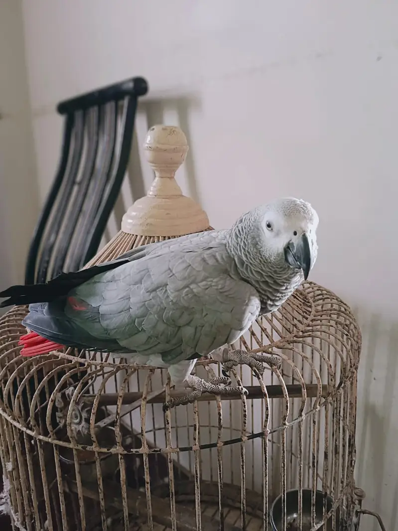 *Tamed Talking African Grey Parrot Female - DNA - Shadow - Kar — photo 5
