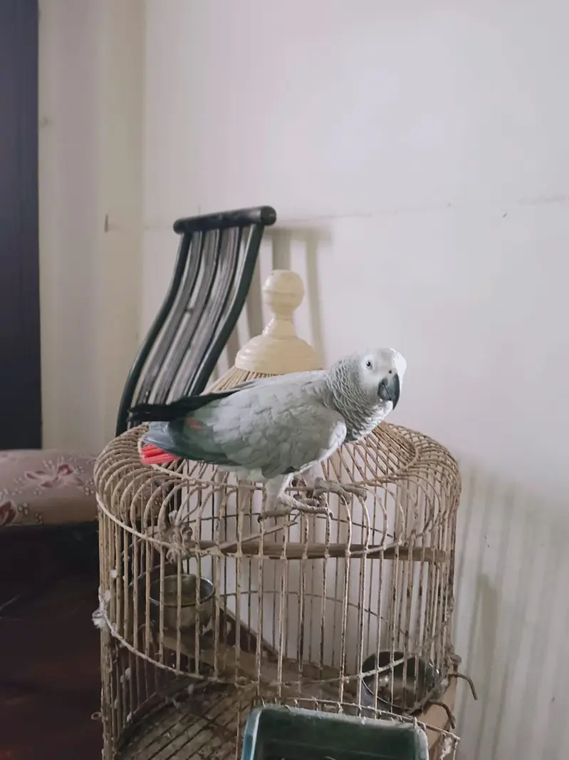*Tamed Talking African Grey Parrot Female - DNA - Shadow - Kar — photo 6