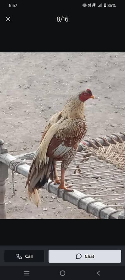 mean wali asel band jorh mazbot gerdin short beak