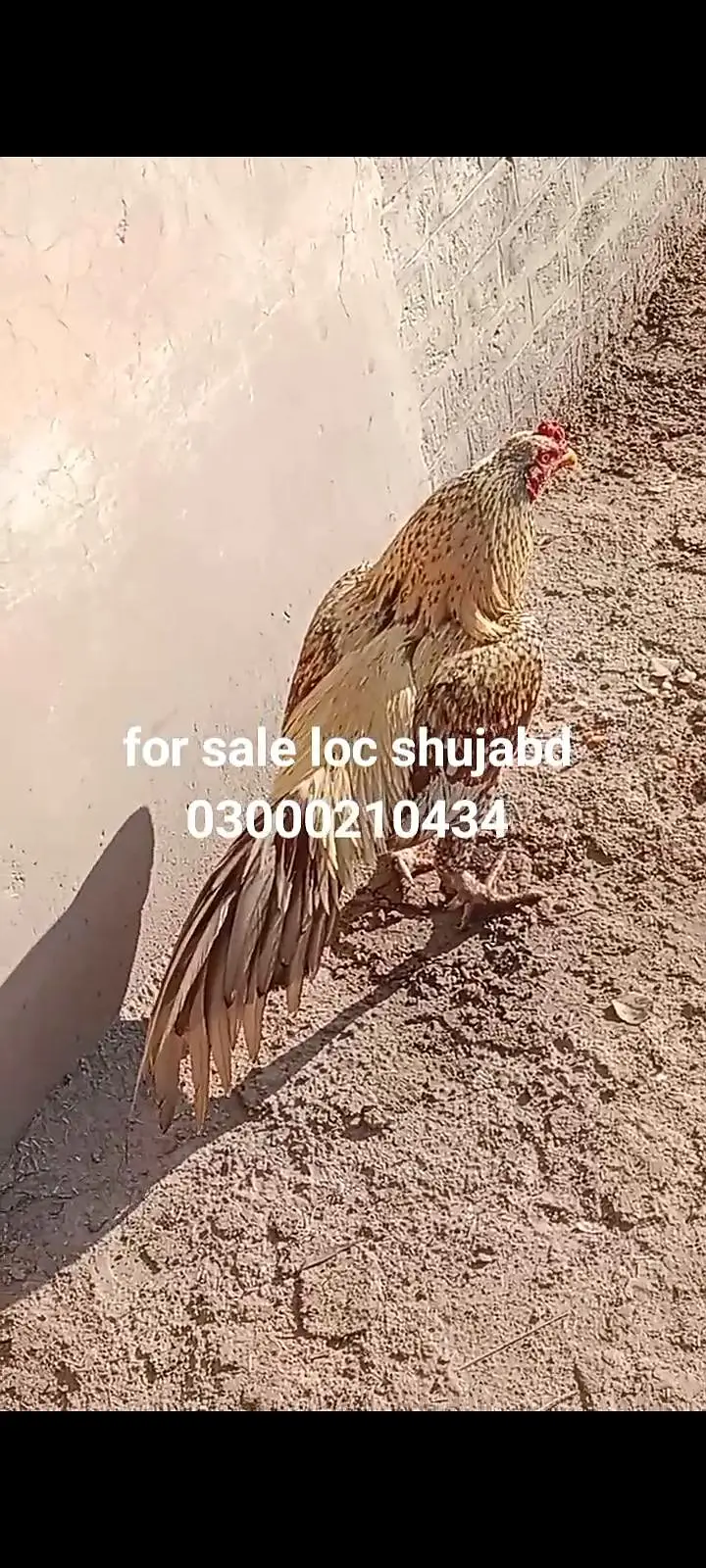 mean wali asel band jorh mazbot gerdin short beak — photo 2