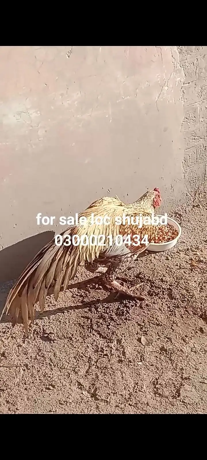 mean wali asel band jorh mazbot gerdin short beak — photo 3