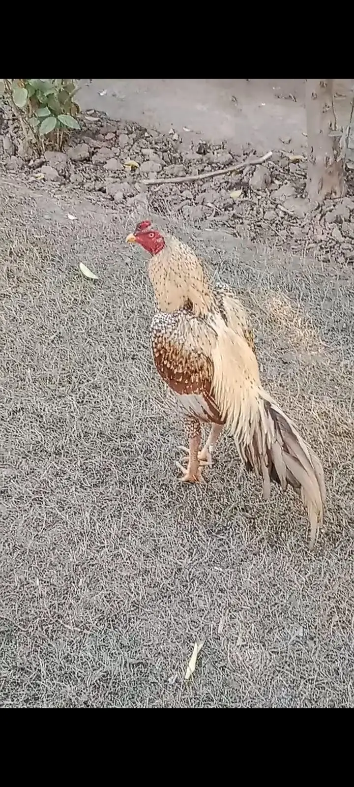 mean wali asel band jorh mazbot gerdin short beak — photo 4