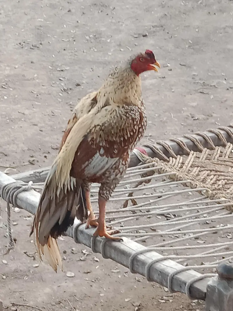mean wali asel band jorh mazbot gerdin short beak — photo 5