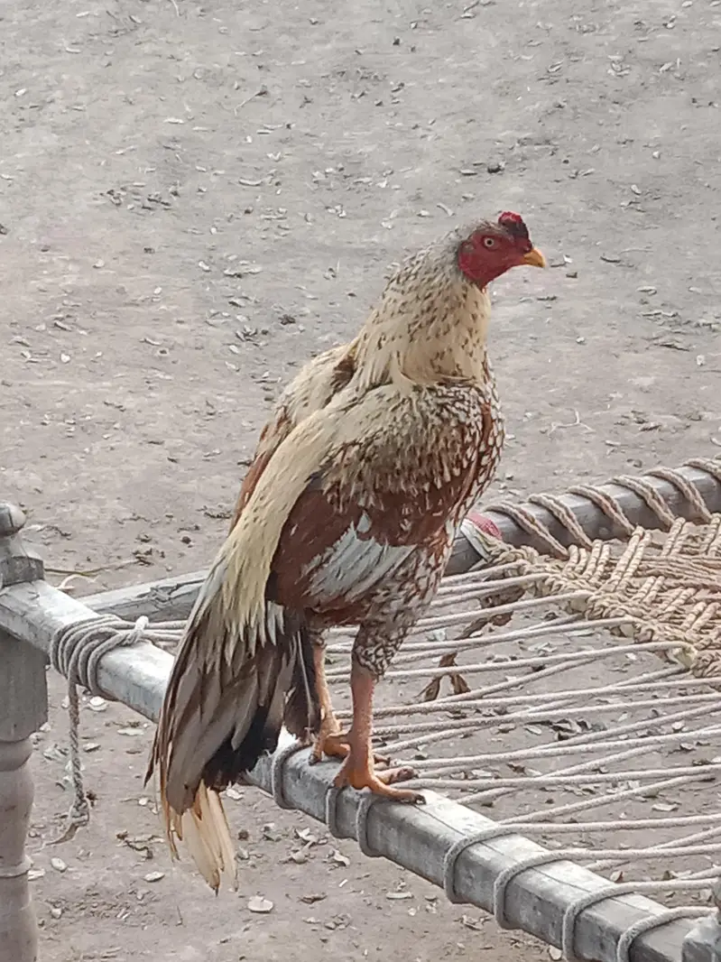 mean wali asel band jorh mazbot gerdin short beak — photo 6