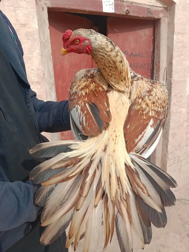 mean wali asel band jorh mazbot gerdin short beak — photo 7