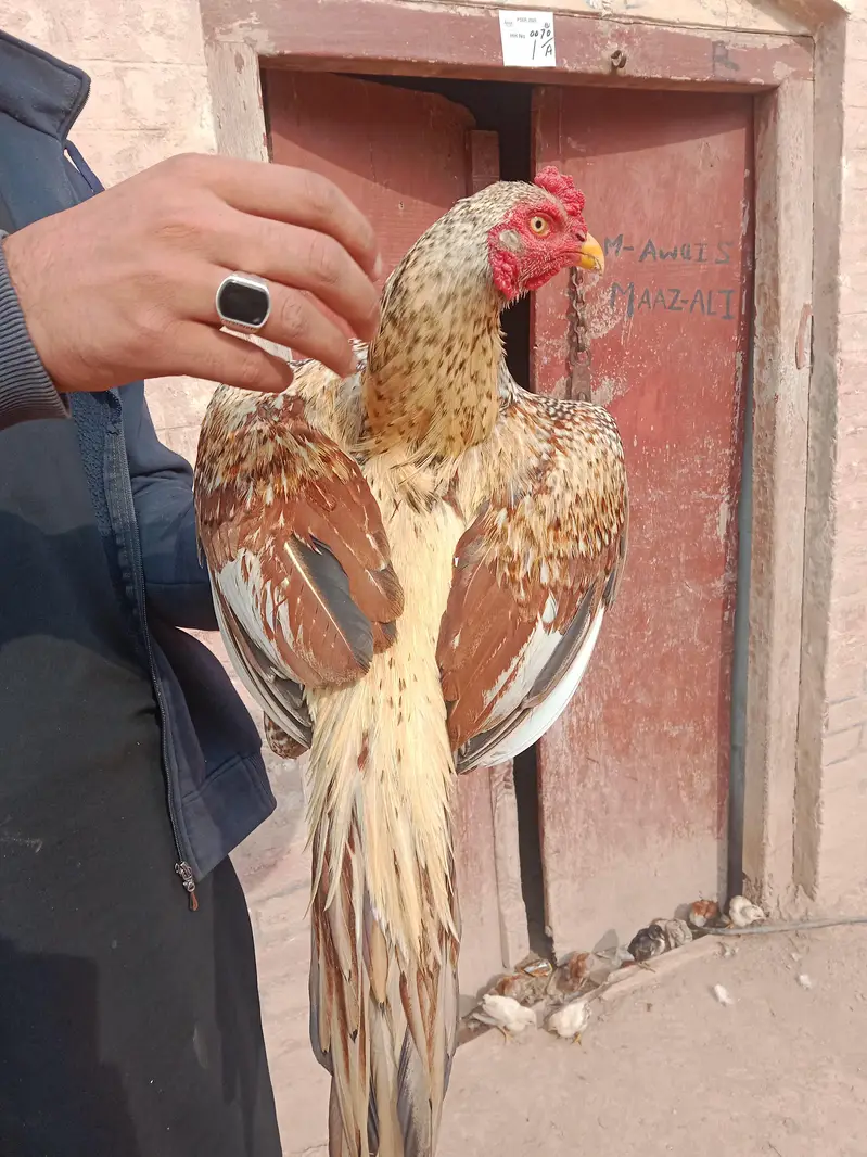 mean wali asel band jorh mazbot gerdin short beak — photo 8