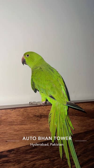Ringneck full hand tamed with zero bite