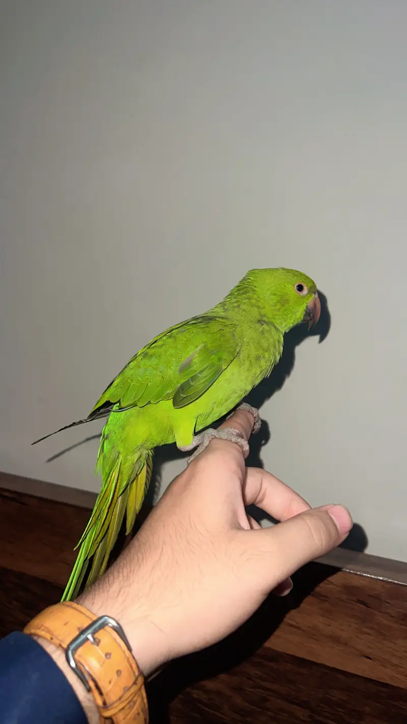 Ringneck full hand tamed with zero bite — photo 2