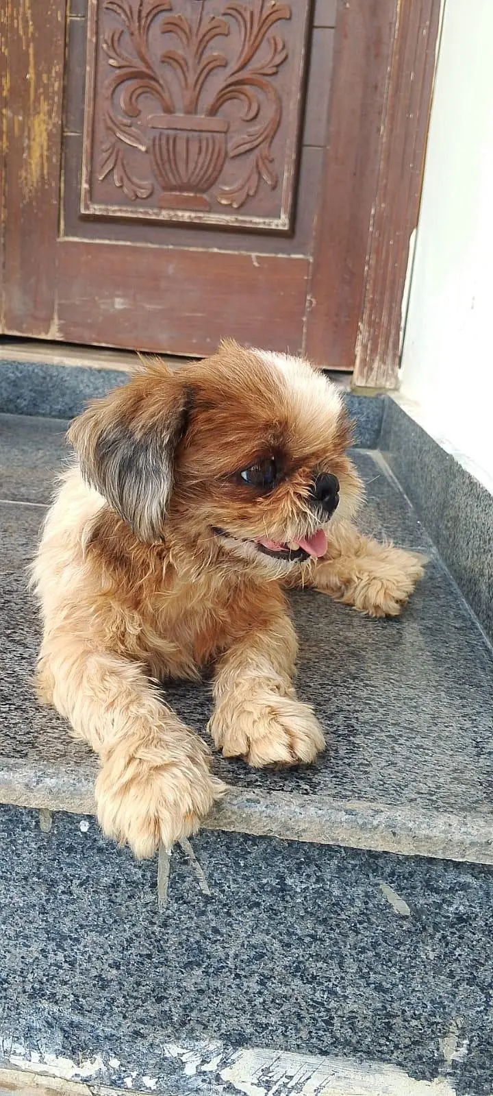 Shitzu puppies
