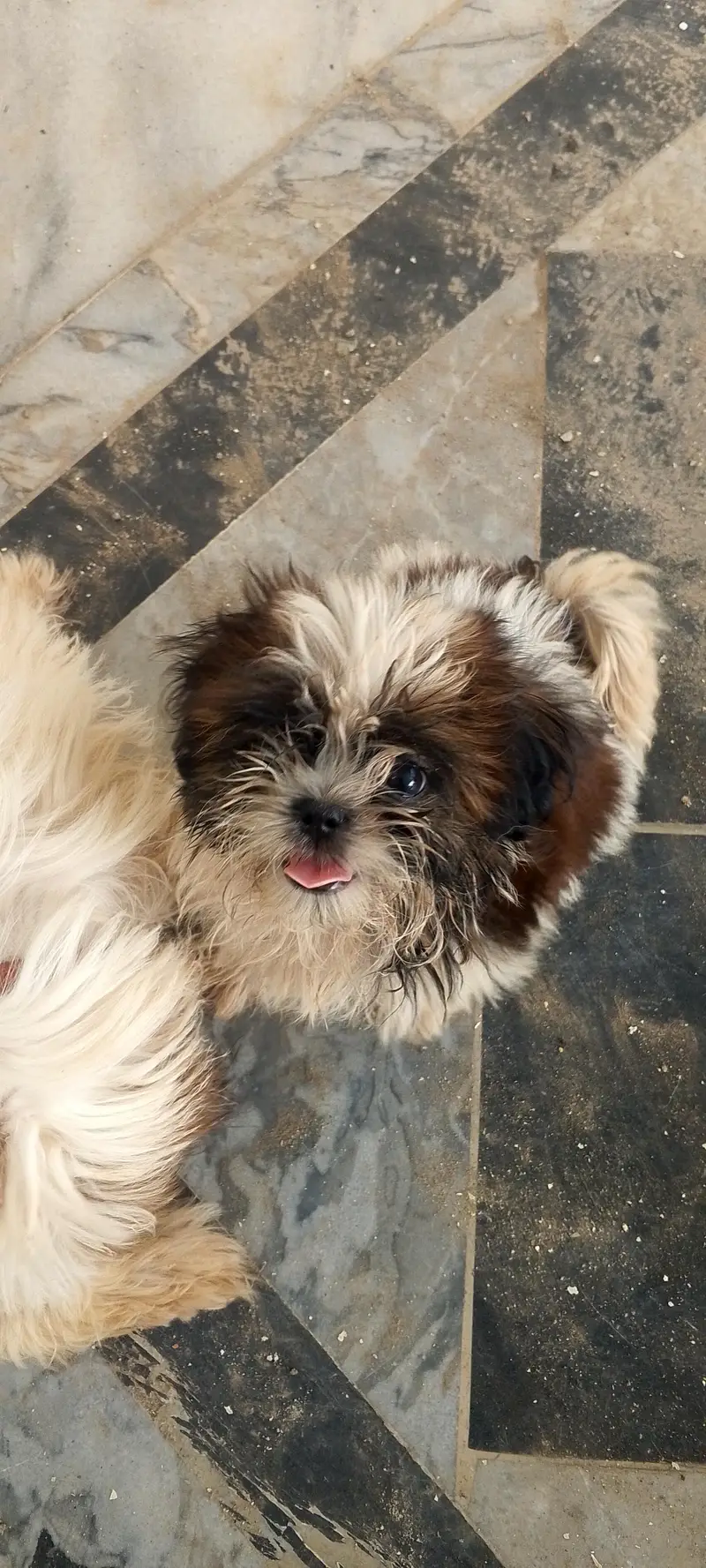 Shitzu puppies — photo 2