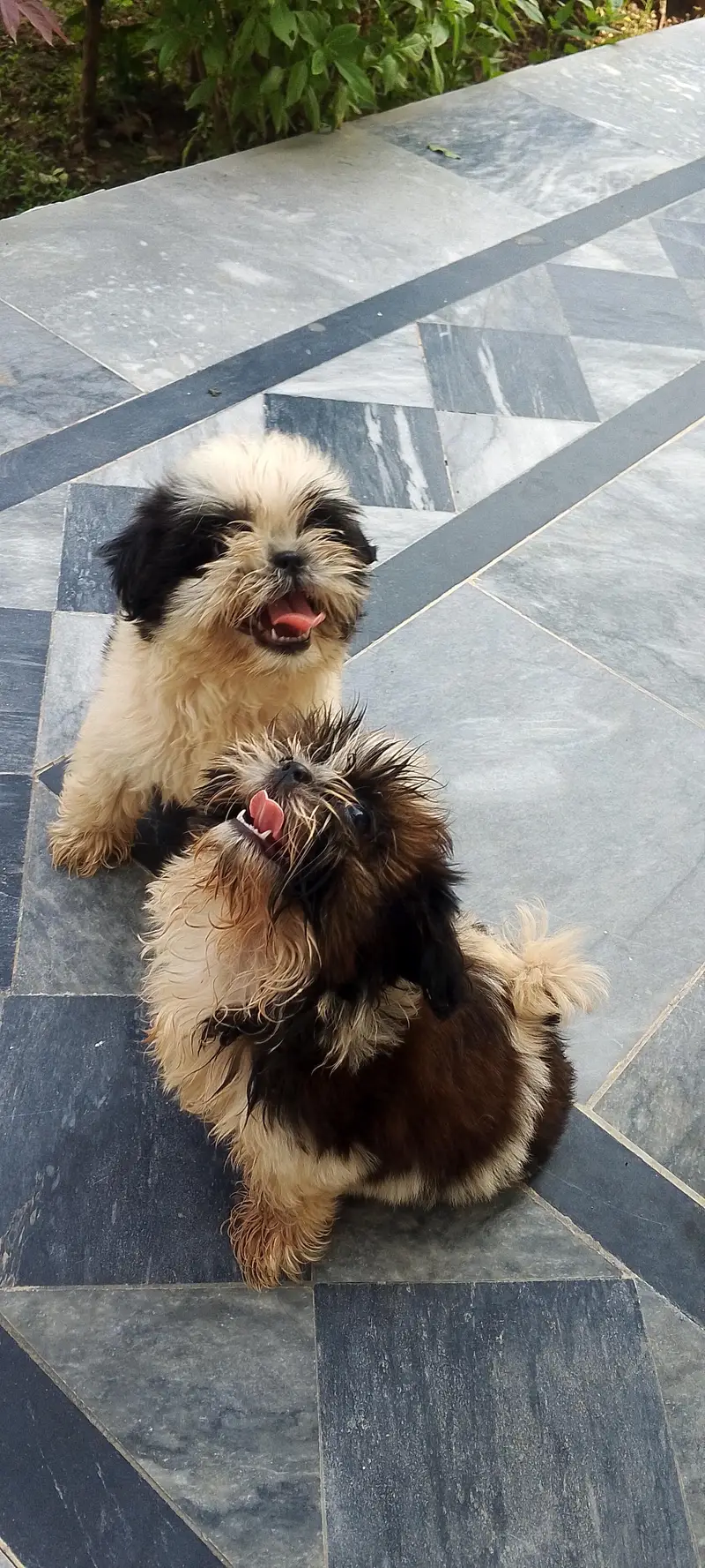 Shitzu puppies — photo 3