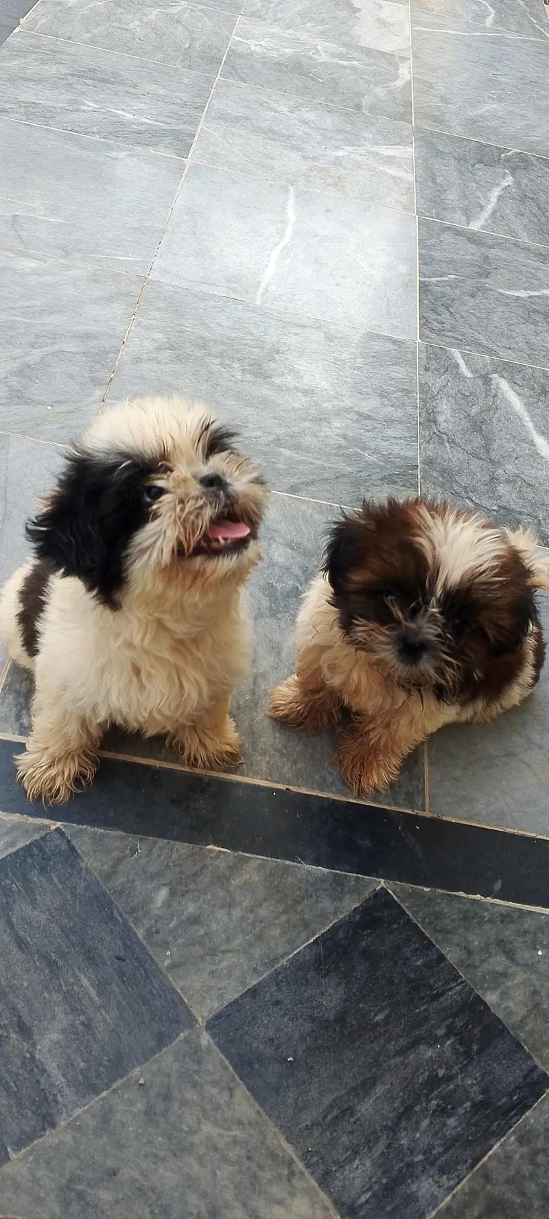 Shitzu puppies — photo 4