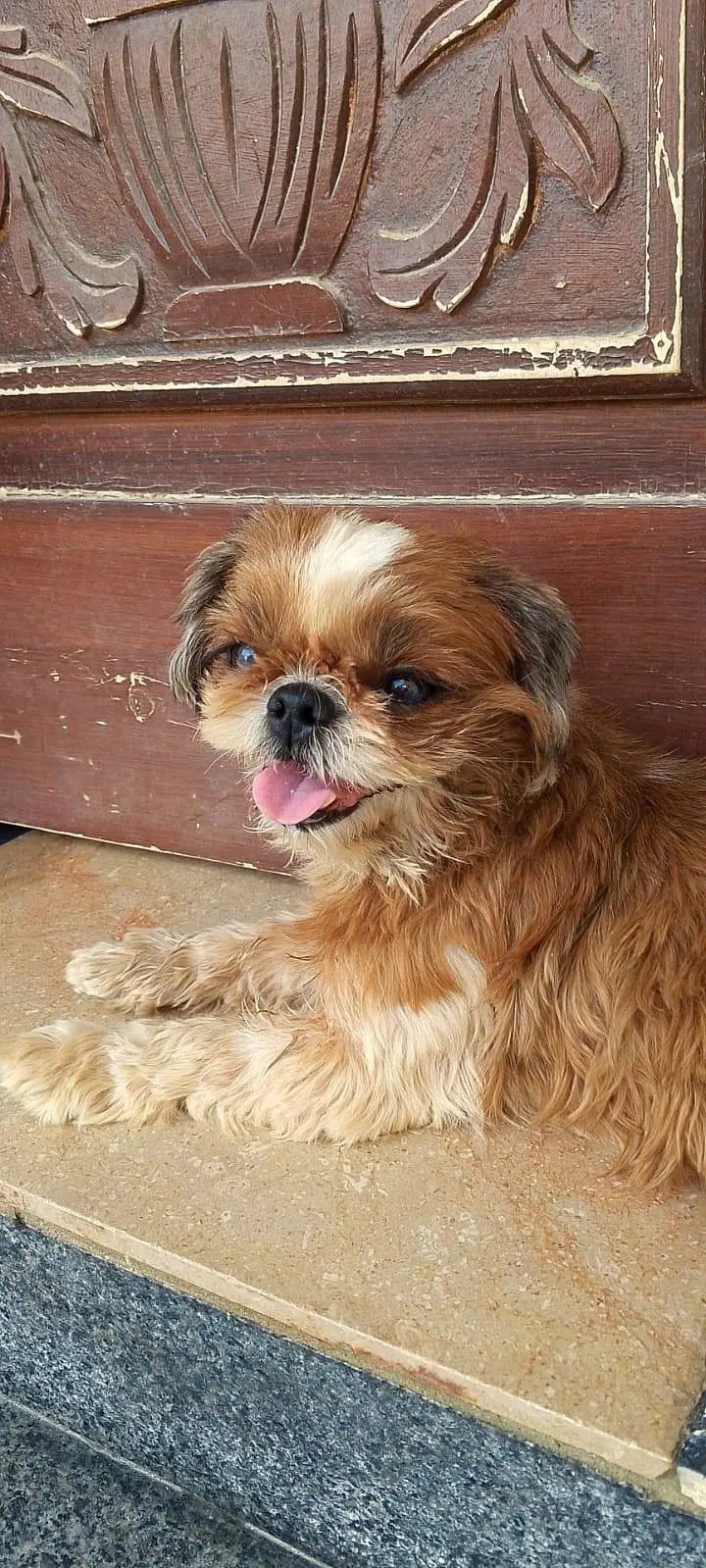 Shitzu puppies — photo 5