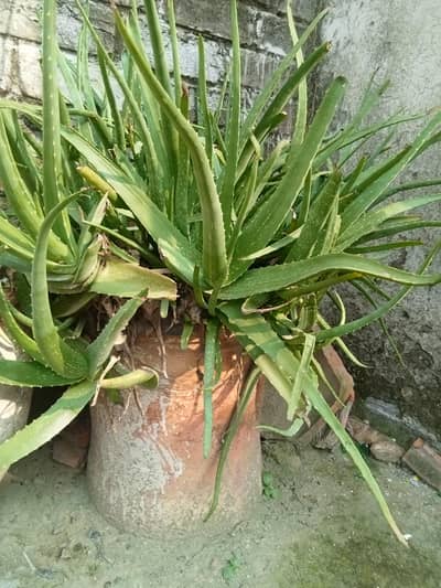 alovera plant 30+