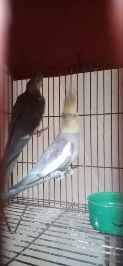 cocktail parrot pair l