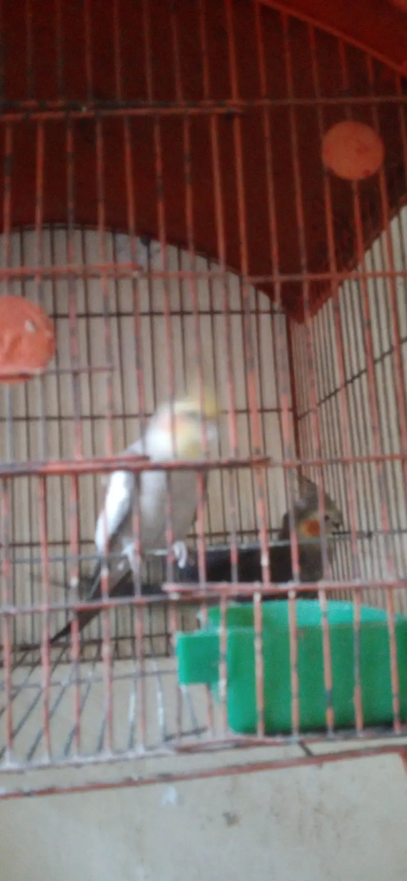 cocktail parrot pair l — photo 2
