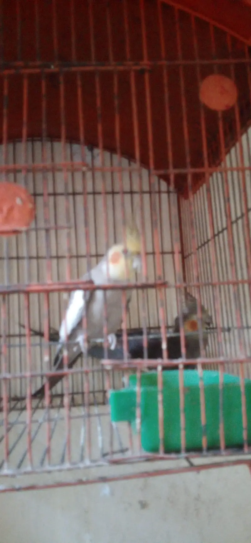 cocktail parrot pair l — photo 3