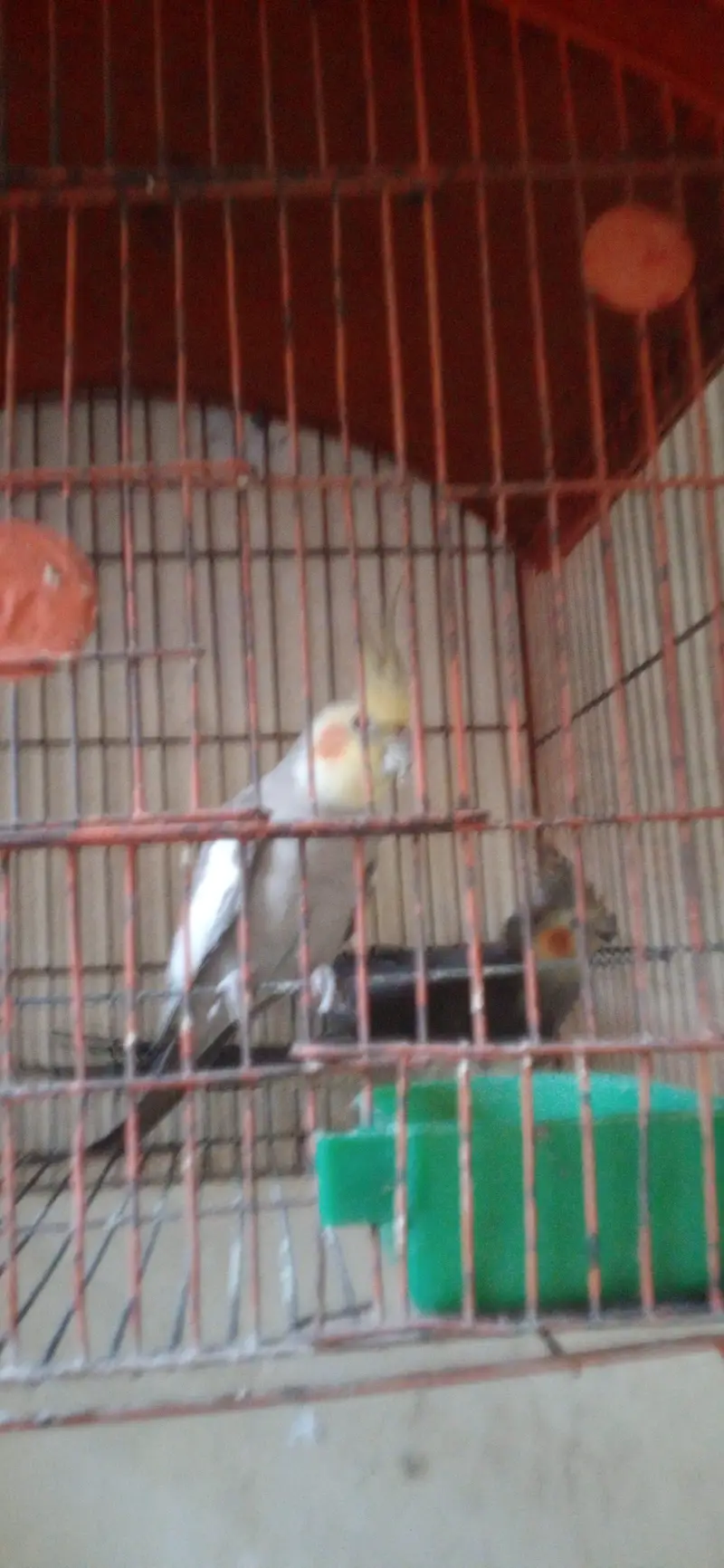 cocktail parrot pair l — photo 4