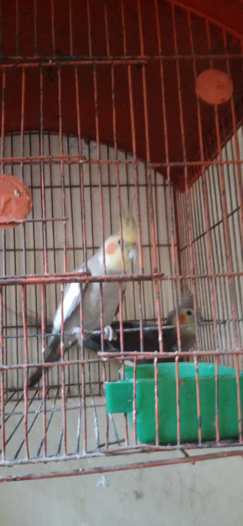 cocktail parrot pair l — photo 5