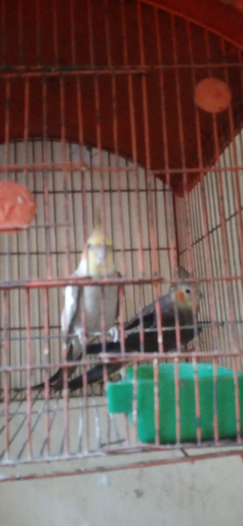 cocktail parrot pair l — photo 6